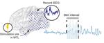 Modulation of Memory Circuits